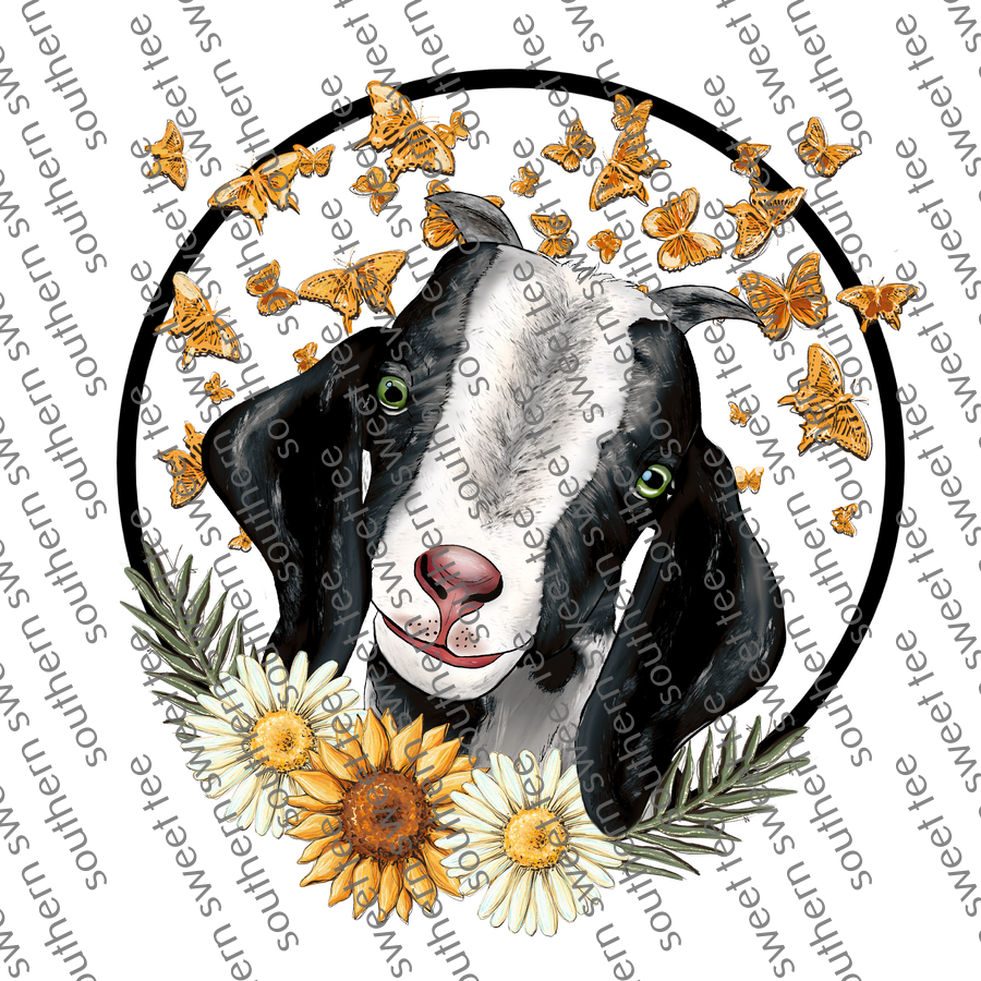 black goat daisy .bnb