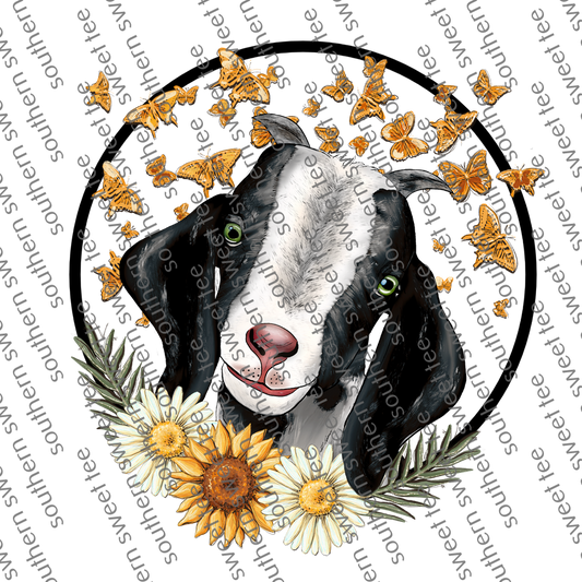 black goat daisy .bnb