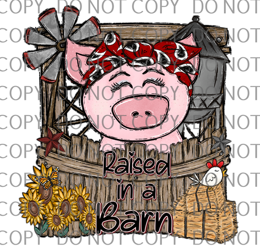 raised in a barn pig .rtd/fun